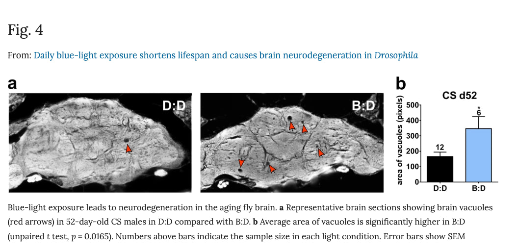 Daily Blue Light exposure causes brain damage and shortens life span.